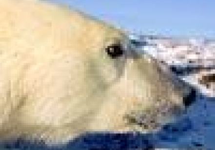 Первый белый медведь